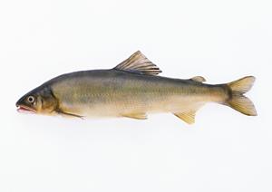 味の決め手は種類豊富なシーズニング