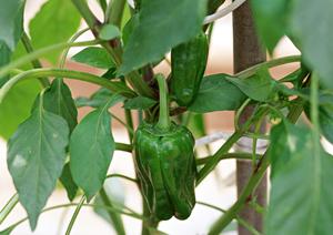 家族で楽しむ特別なフレンチ体験：日比谷の隠れ家レストランMorceauの魅力